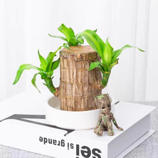 🌳ต้นไม้บราซิล ไฮโดรโปนิกส์ ไม้มงคลฮวงจุ้ย เสริมโชคลาภ เรียกทรัพย์ ปลูกง่าย ตกแต่งบ้าน/โต๊ะทำงาน พร้อมส่งจากกรุงเทพ