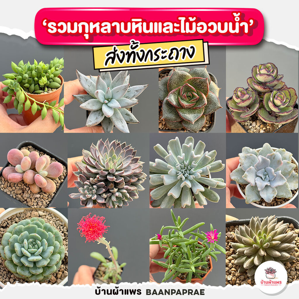 รวมกุหลาบหินและไม้อวบน้ำ #2 หลายสายพันธุ์ ส่งทั้งกระถาง cactus&succulent