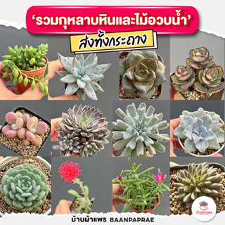 รวมกุหลาบหินและไม้อวบน้ำ #2 หลายสายพันธุ์ ส่งทั้งกระถาง cact…