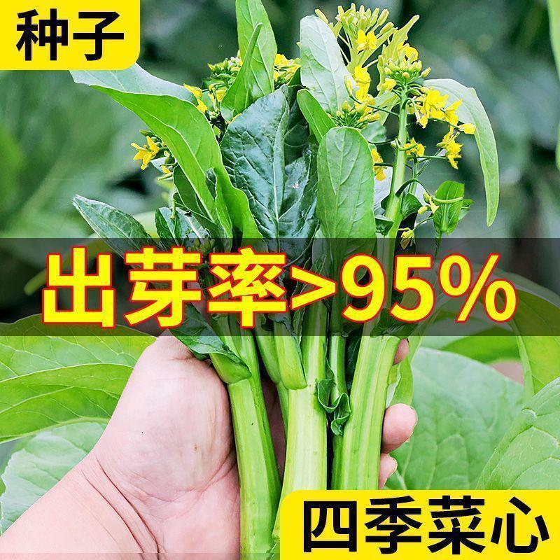 现货热卖四季菜心种子超甜四九甜菜心种子广东青菜籽蔬菜种子Four-season Chinese mustard seeds, extra-sweet 49 variety sweet Chinese 