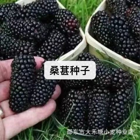 现货*桑葚种子果桑桑葚种子桑枣树种子桑枣树种子家桑Mulberry seeds, fruit mulberry seeds, mulberry-jujube tree seeds20260323