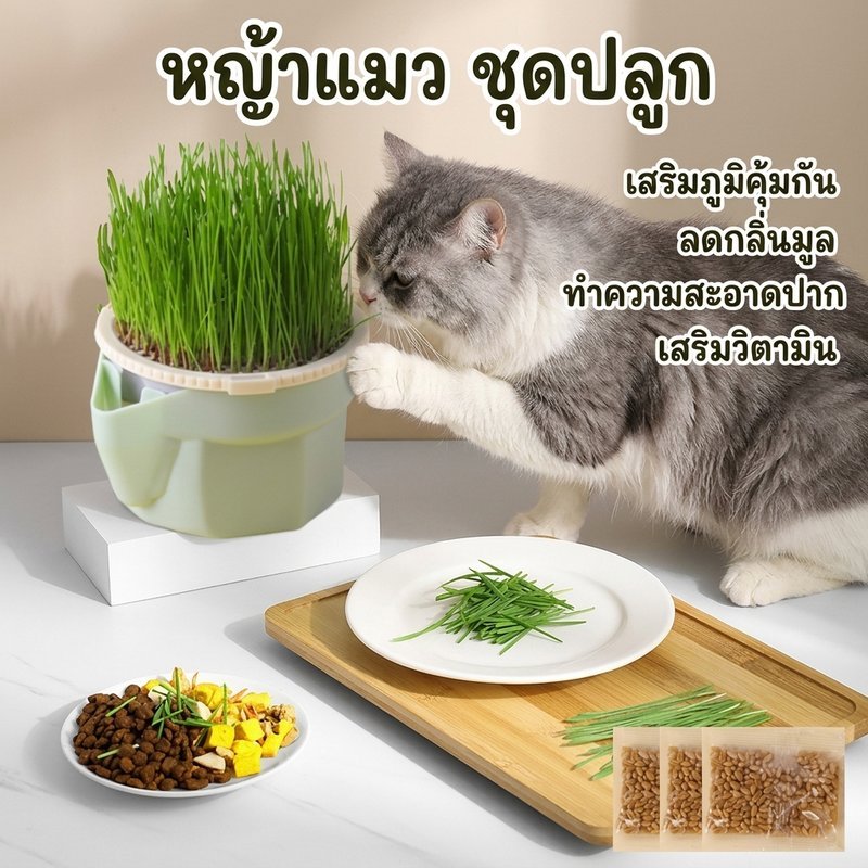 หญ้าแมว ชุดปลูกข้าวสาลี สำหรับแมวและสุนัข ขับไล่ขนในท้อง เสริมภูมิคุ้มกัน ลดกลิ่นมูล ลดกลิ่นปาก