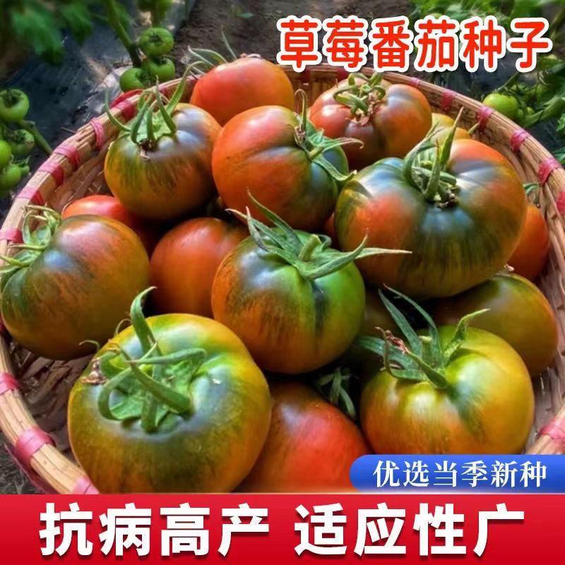 现货铁皮草莓番茄种子水果西红柿种籽四季盆栽柿子苗高产农家蔬菜种孑Iron Strawberry Tomato Seeds Fruit Tomato Seeds20260331