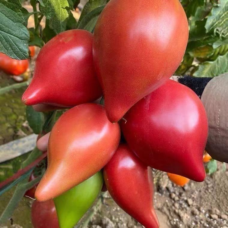 现货热卖芒果蜜番茄种子甜盆栽果味沙瓤老西红柿种籽春秋蔬菜水果种子Mango Honey Tomato Seeds, Sweet, Potted, Fruity, Juicy, Old Variety2