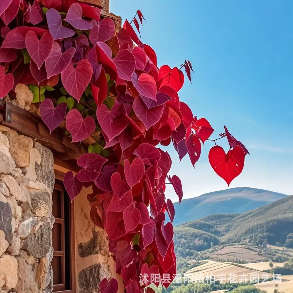 现货*彩叶牵牛花种子大花牵牛四季阳台盆栽爬藤植物花种子Colorful-leaf Morning Glory Seeds, Large-Flowered Morning Glory, Suitable