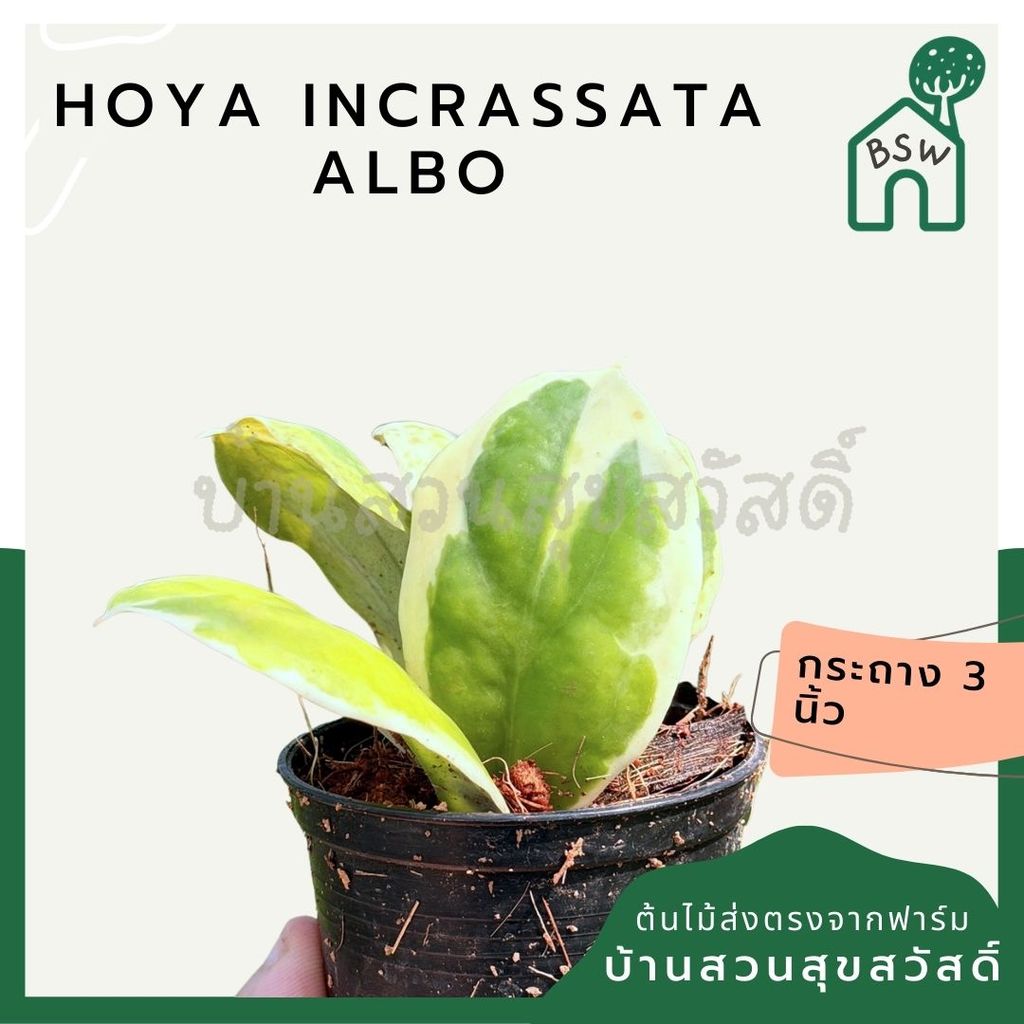 มุมมอง 4