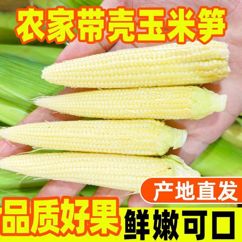 Zhanjiang Xuwen ข้าวโพดหวานสดหน่อไม้ 5 กก.ข้าวโพดขนาดเล็กผัก Mini Tender ข้าวโพดผลไม้ข้าวโพด goldie2