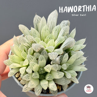 Haworthia Silver Swirl ไม้อวบน้ำ กุหลาบหิน cactus&succulentห…
