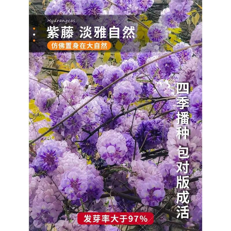 Wisteria Seed Double-กลีบWisteria Flower Seed Climbing Vine Plant Flower Seed Low Wisteria Seed