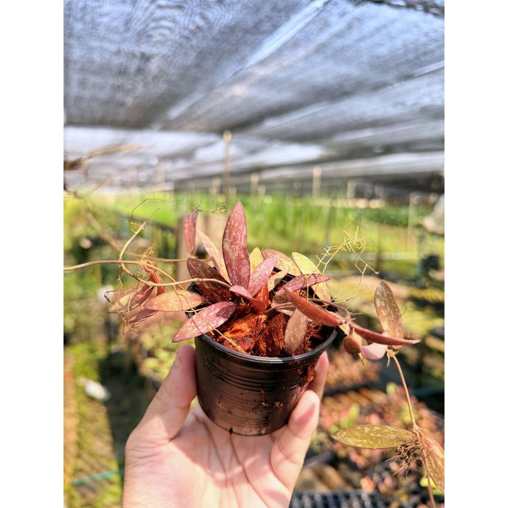 มุมมอง 2