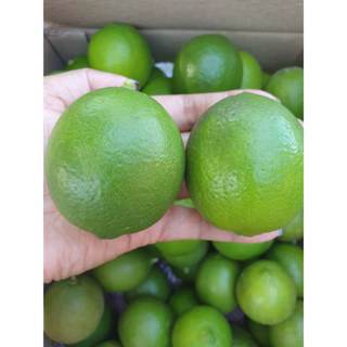 มะนาวอินทรีย์ มะนาวไร้เมล็ด ผลมะนาว มะนาวคั่นน้ำ สดๆจากสวน  …