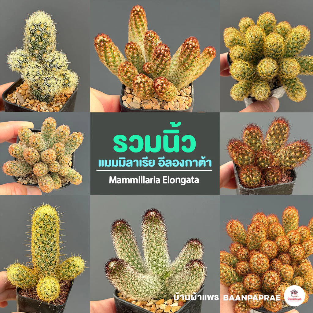 รวมนิ้ว Mammillaria elongata หลายสายพันธุ์ ส่งทั้งกระถาง cactus&succulent