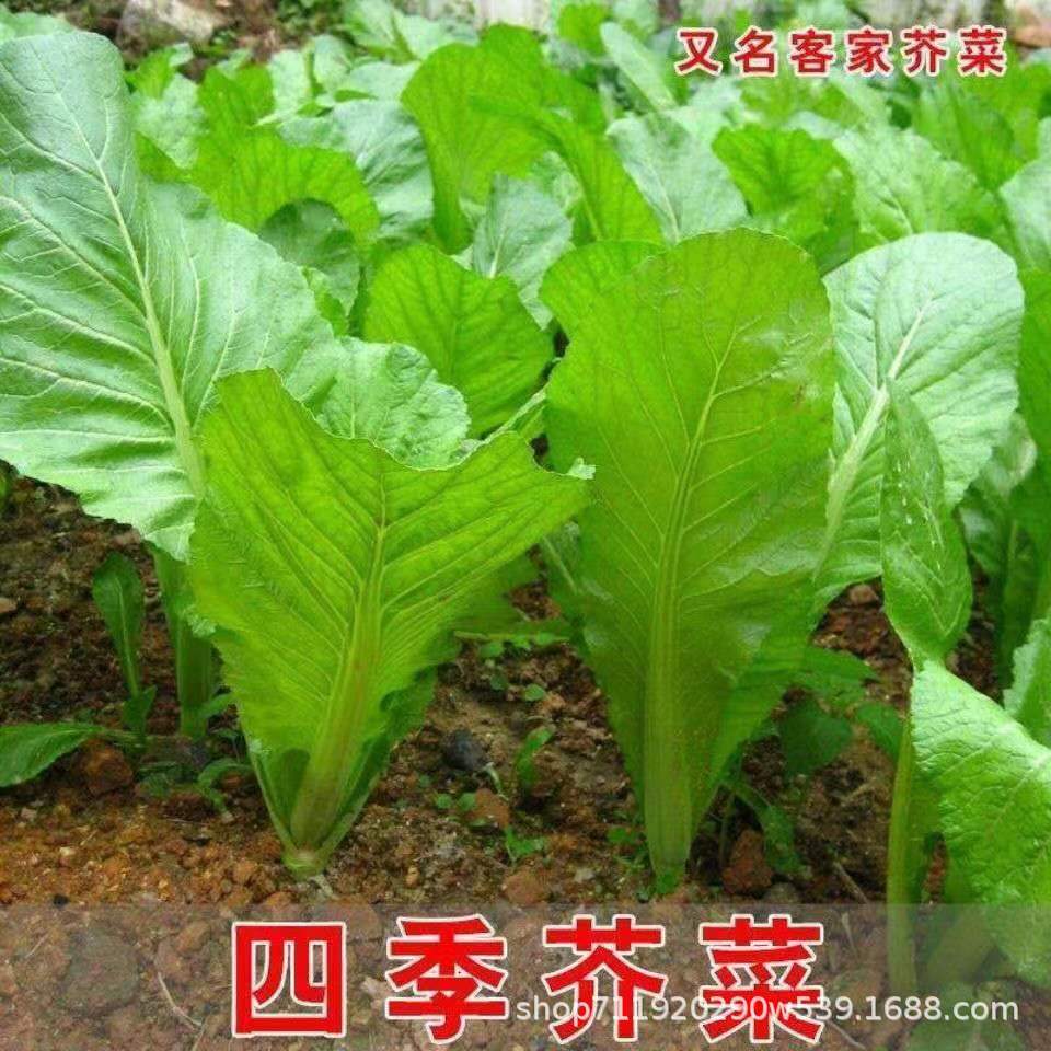 现货热卖四季甜客家芥菜种子芥菜种子蔬菜种子夏秋播盆栽菜园青菜甜芥菜Four Seasons Sweet Hakka Mustard Seed Mustard Seed Vegetable2026032