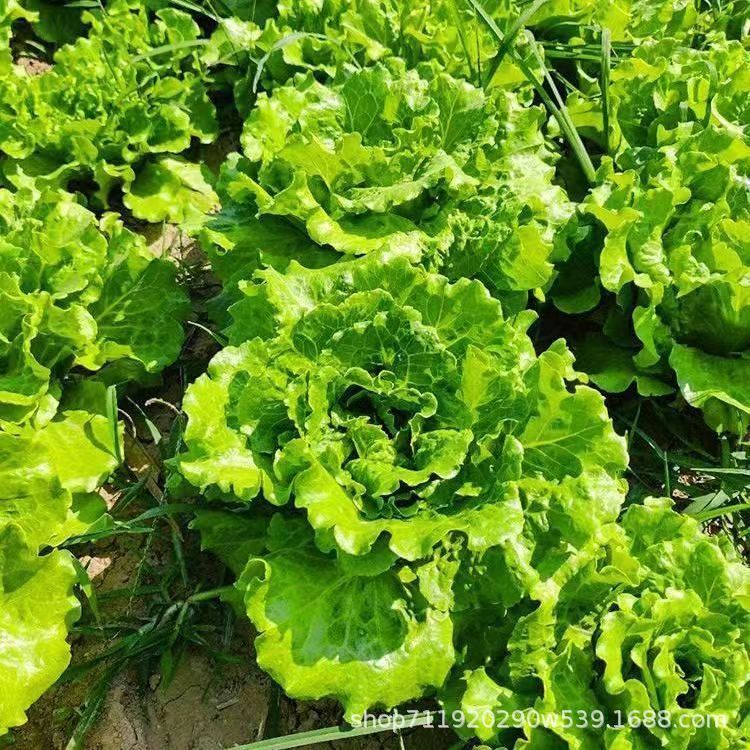 现货热卖玻璃生菜种子四季生菜种子阳台庭院盆栽春秋季播种简单蔬菜种子Glass lettuce seeds, four-season lettuce seeds, balcony garden20260