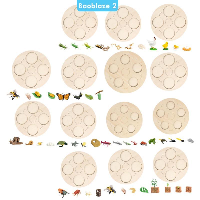 [baoblaze2] Montessori Life Growth Cycle Board Early #Educational สําหรับเด็กก่อนวัยเรียน