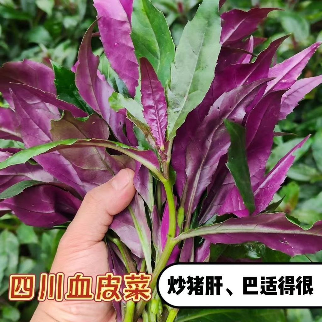 现货*观音菜蔬菜种子紫背菜种子红背菜天魁阳台盆栽特色蔬菜种子籽Guanyin vegetable seeds, purple-leaf lettuce seeds, red-leaf lettuce2