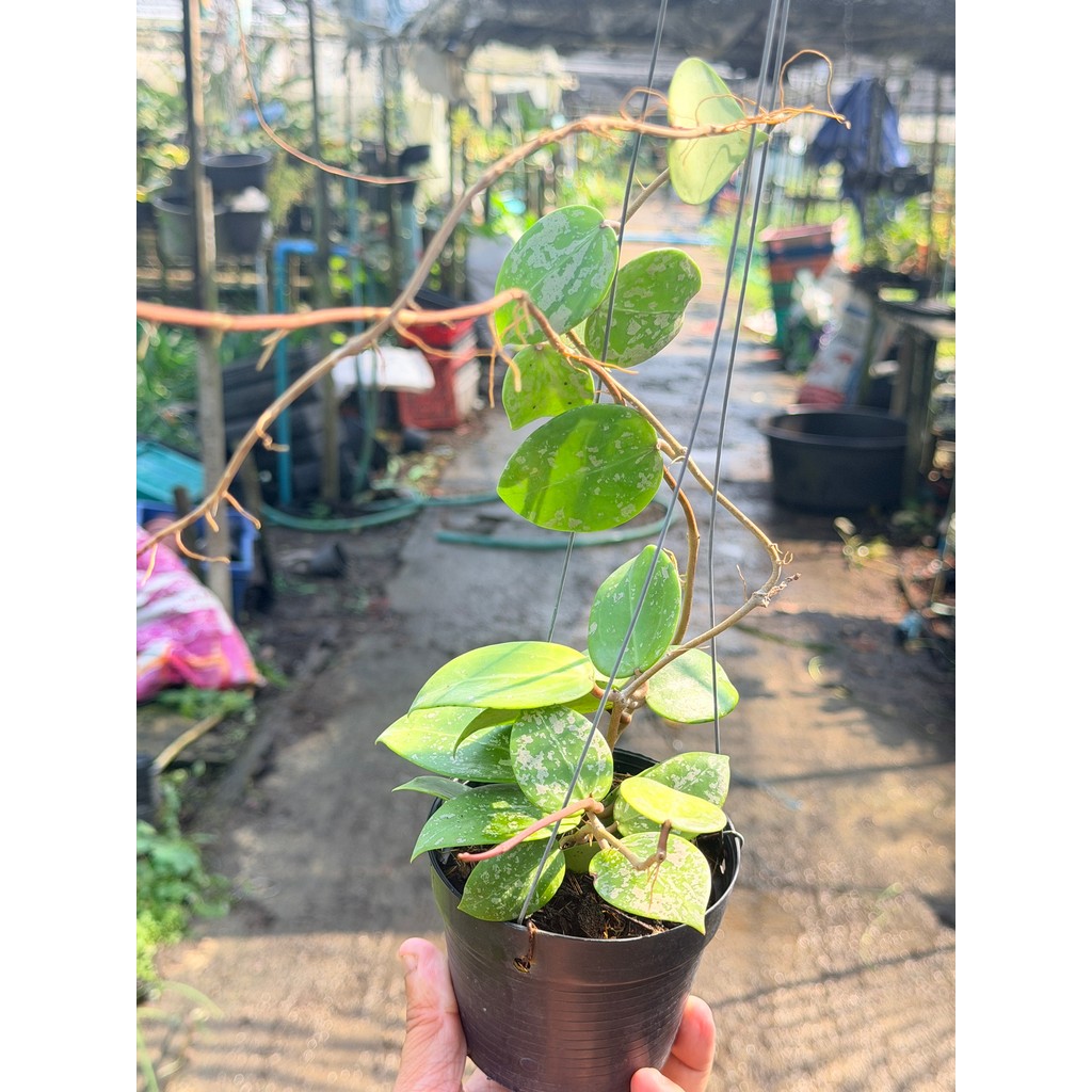 มุมมอง 2