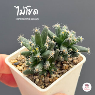 ไม้โขด Trichodiadema Densum กุหลาบหิน cactus&succulentหลากหล…