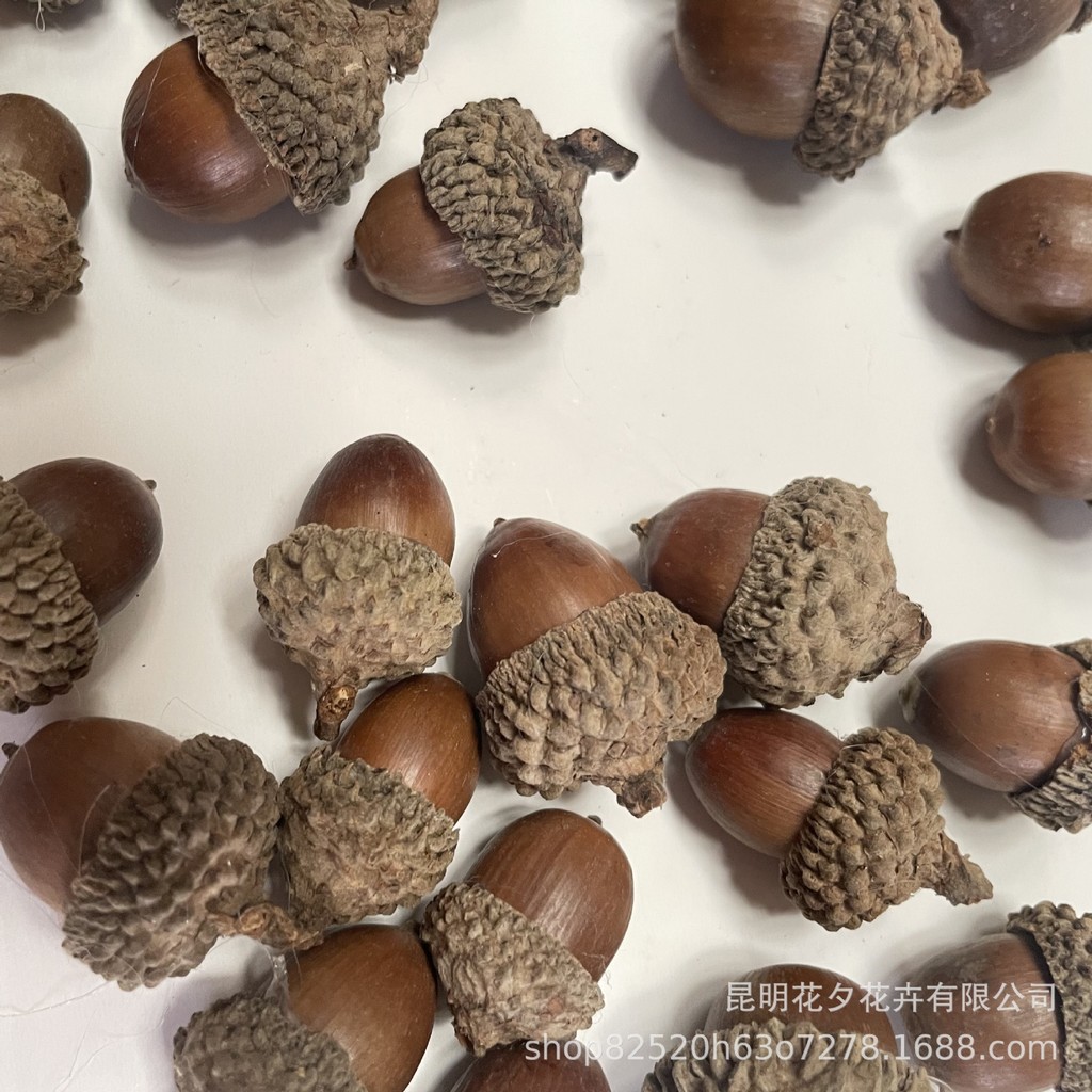 ใหม่สําหรับปี 2026 Acorn Acorn วัสดุตกแต่งคริสต์มาสธรรมชาติ Handmade อุปกรณ์เสริม Props20260127
