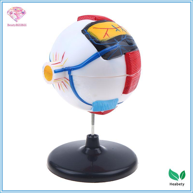Heabety Eyeball Anatomy รุ่นสําหรับโรคตาศึกษา, 6X Human Eye Anatomy รุ่น Eye Anatomy อวัยวะมนุษย์การ