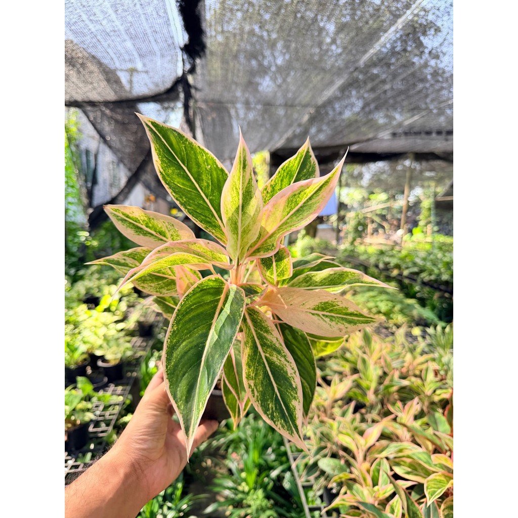 อโกลนีมา พลอยชมพู (ออโรร่าชมพู) กระถาง 6 นิ้ว - Aglaonema Siam Aurora - มุมมองที่ 5