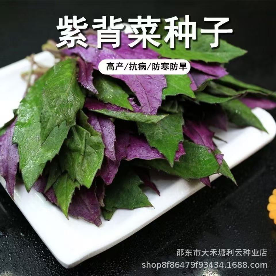 现货*紫背菜蔬菜种子养生紫背菜种子红背菜天魁阳台盆栽特色蔬菜种子籽Purple-veined lettuce vegetable seeds, health-promoting purple-vein