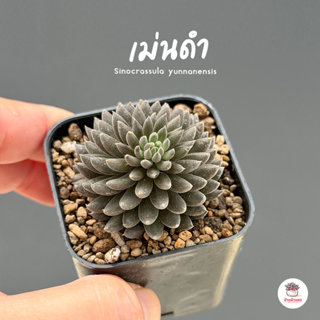 เม่นดำ Sinocrassula yunnanensis ไม้อวบน้ำ กุหลาบหิน Cactus&S…