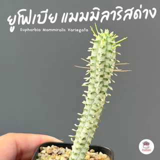 รวมยูโฟเบีย Mix Euphorbia แคคตัส กระบองเพชร ไม้อวบน้ำ cactus&succulent