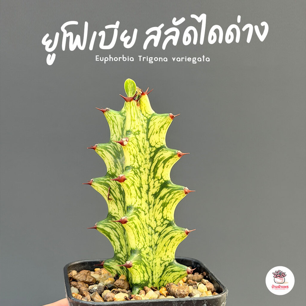 ยูโฟเบีย สลัดไดด่าง Euphorbia Trigona variegata กระบองเพชร แคคตัส ไม้อวบน้ำ cactus&succulent