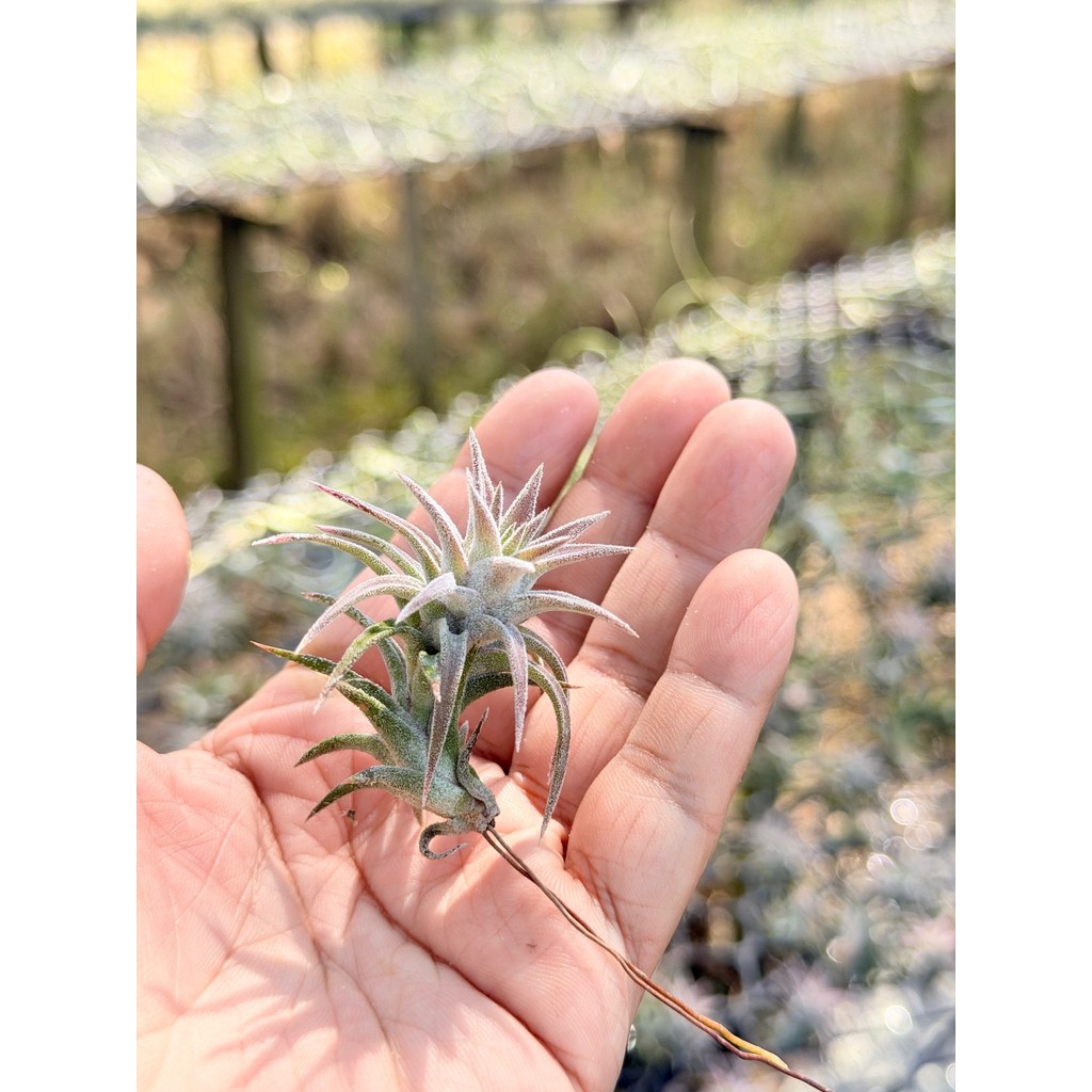 Tillandsia ionantha var. vanhyningii ขนาดเล็ก - View 2