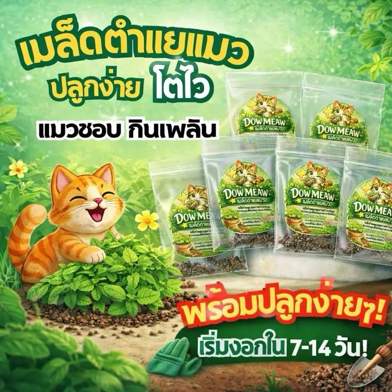 เมล็ดพันธุ์ตำแยแมว เมล็ดพันธุ์คัดพิเศษอย่างดี จากต้นพันธุ์ปลอดสารเคมี เมล็ดพันธุ์ใหม่ อัตราการงอกสูง