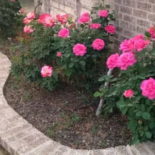 ดินปุ๋ยกุหลาบ 1 กิโล rose soil ดินไม้ดอก ดอกกุหลาบ ดอกดก ดอกใหญ่... vdo