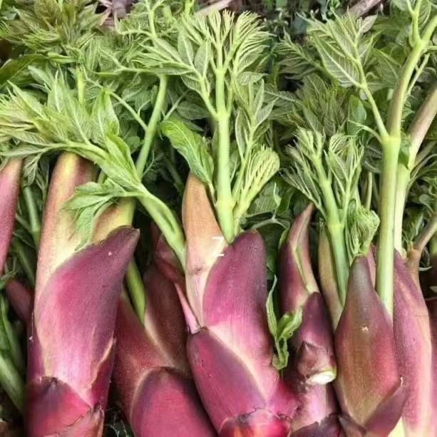 พร้อมสต็อก จัดส่งด่วน Thorn Dragon Sprout Seed ตะวันออกเฉียงเหนือ Thorn Dragon Bud Seed Thorn Old Sp