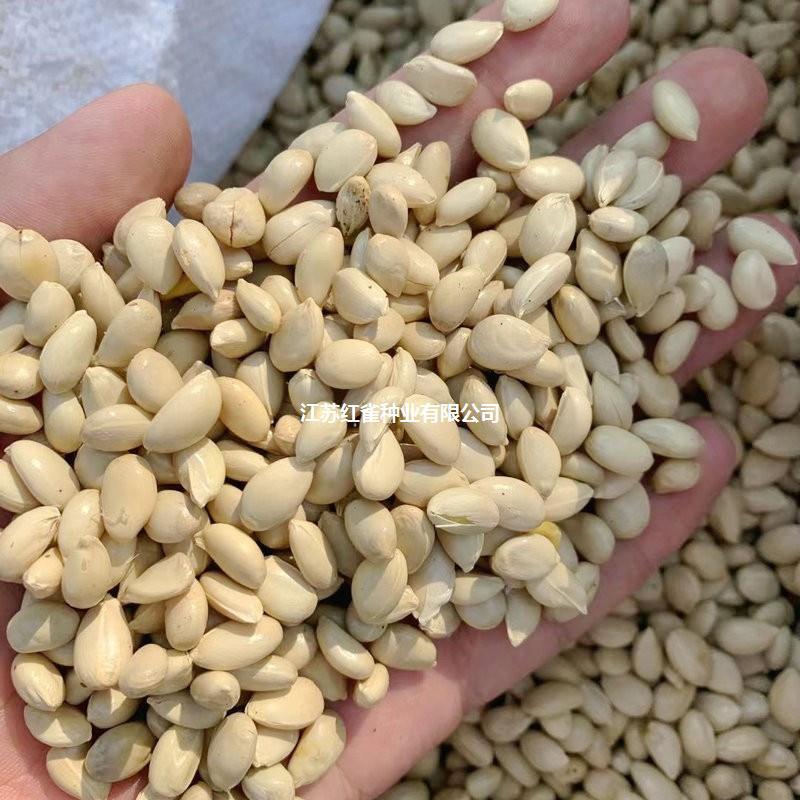 พร้อมสต็อก Fast Shipping ใหม่ Picked Berry Orange Seeds Citrus Shell Seeds Citrus Citrus Citrus Shel