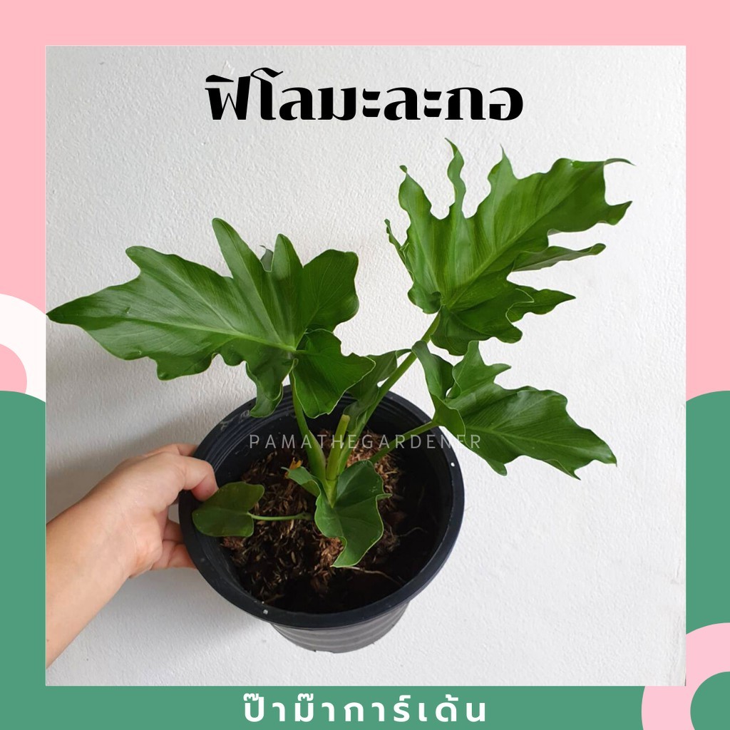 ฟิโลเดรนดรอนมะละกอ (philodrendron selloum) มาพร้อมกระถาง