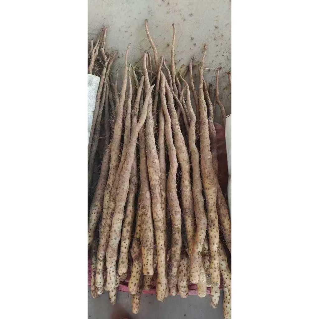 ชันเย้าจากจีนแท้ 山药 สดใหม่ 1kg รสหวานมัน เนื้อนุ่ม บำรุงสุขภาพ