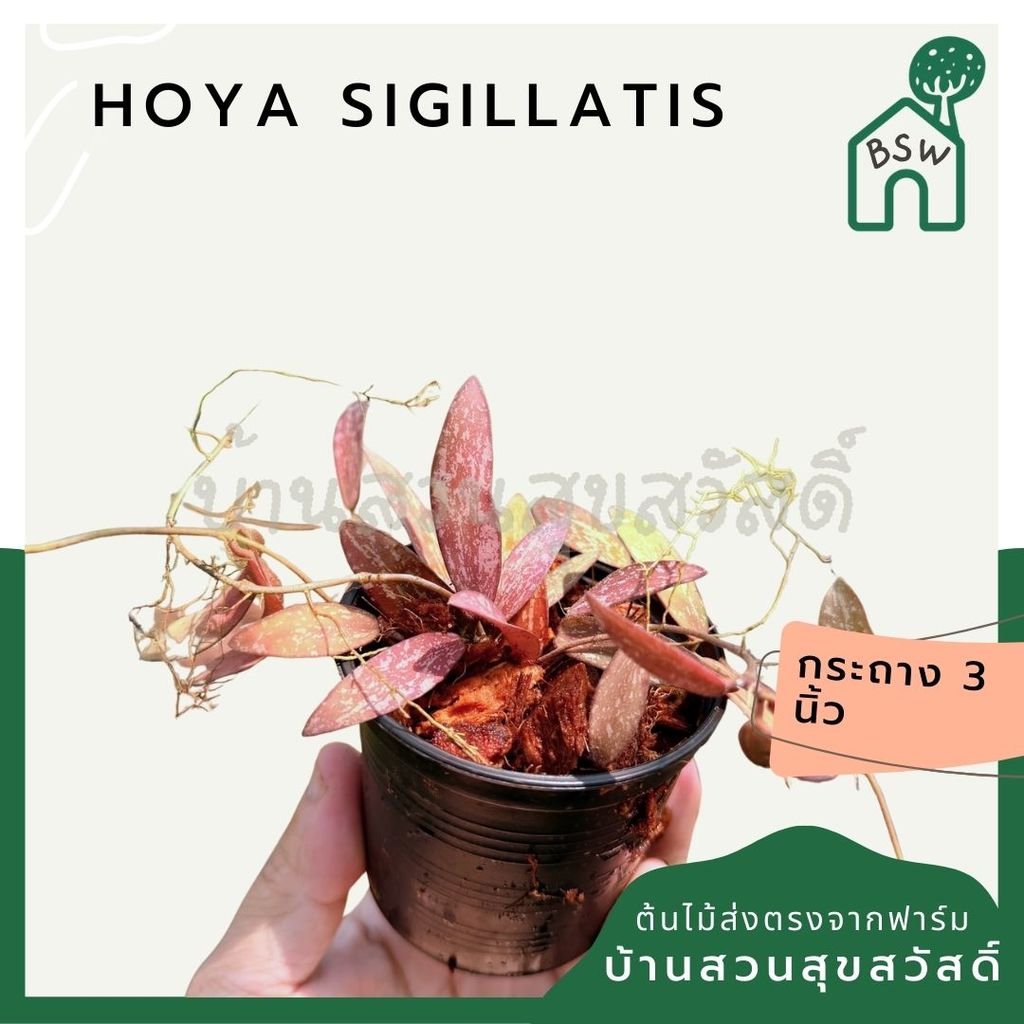 มุมมอง 7