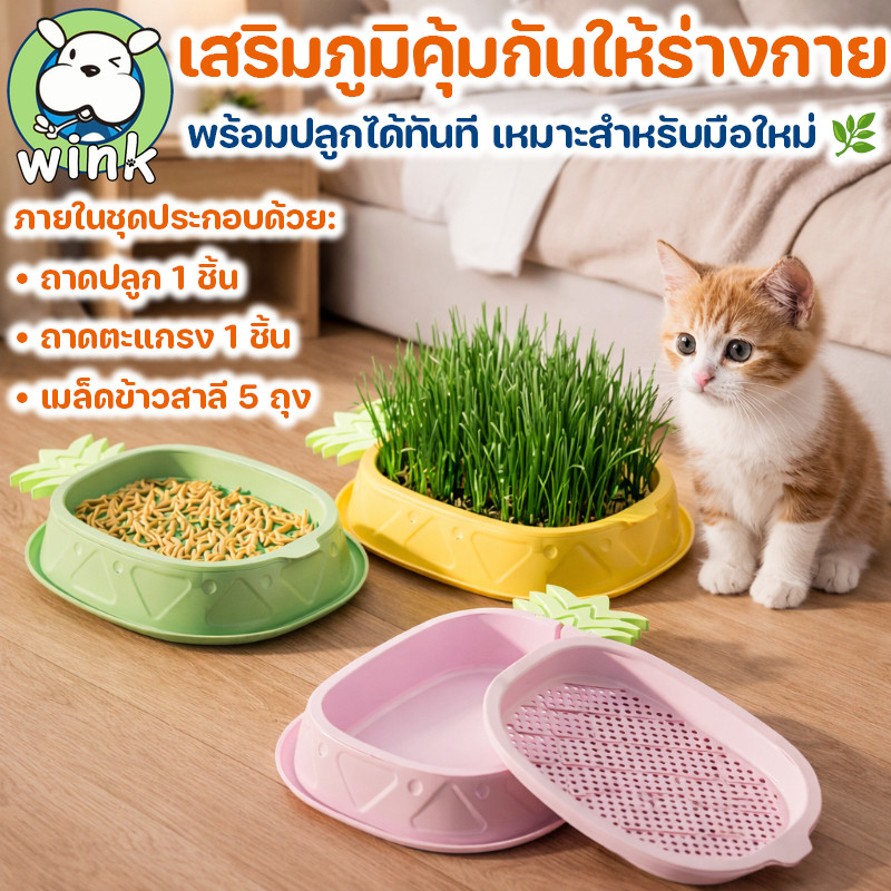 COD หญ้าแมวพร้อมปลูก ชุดปลูกข้าวสาลีแมว แถมเมล็ด 5 ถุง ระบบไฮโดรโปนิกส์ ช่วยขับก้อนขน