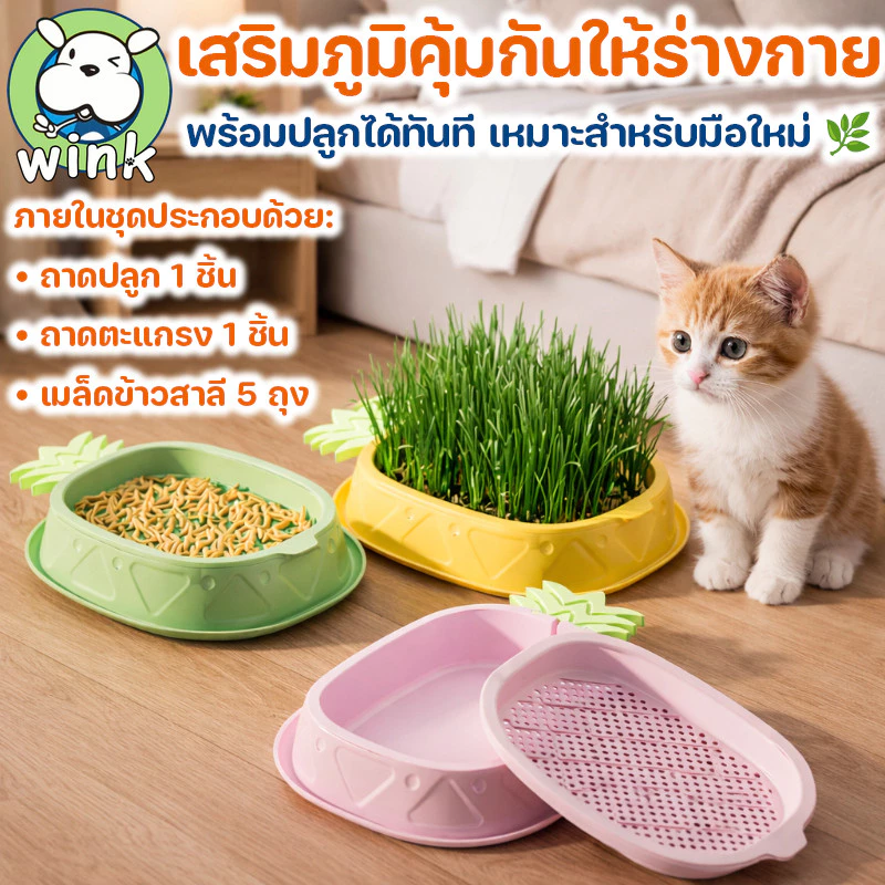 COD หญ้าแมวพร้อมปลูก ชุดปลูกข้าวสาลีแมว แถมเมล็ด 5 ถุง ระบบไฮโดรโปนิกส์ ช่วยขับก้อนขน