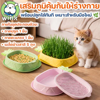 COD หญ้าแมวพร้อมปลูก ชุดปลูกข้าวสาลีแมว แถมเมล็ด 5 ถุง ระบบไฮโดรโปนิกส์ ช่วยขับก้อนขน