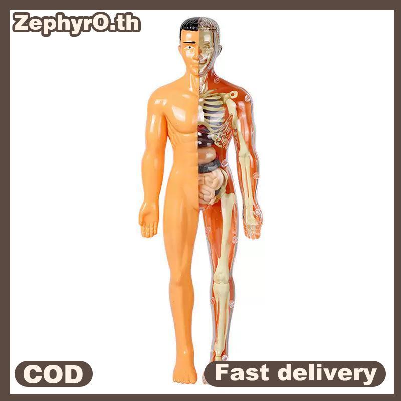 Null 3D โครงกระดูกมนุษย์ออร์แกน Anatomy วิทยาศาสตร์ชุดเด็ก Body การศึกษารุ่นที่ถอดออกได้จําลอง DIY ออร์แกนประกอบรุ่น null