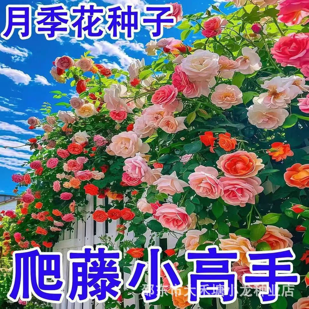 现货热卖爬藤月季蔷薇花种籽玫瑰种花种花卉种子四季开花盆栽庭院观赏植物Climbing vine rose rose flower seed rose flower seed rose flower f
