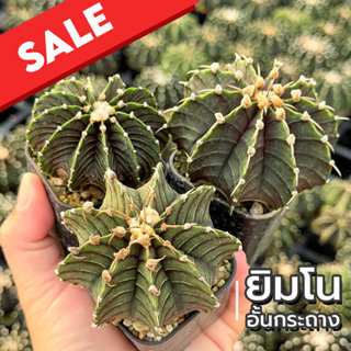Sale!! ยิมโน อั้นกระถาง แคคตัส กระบองเพชร cactus&succulent