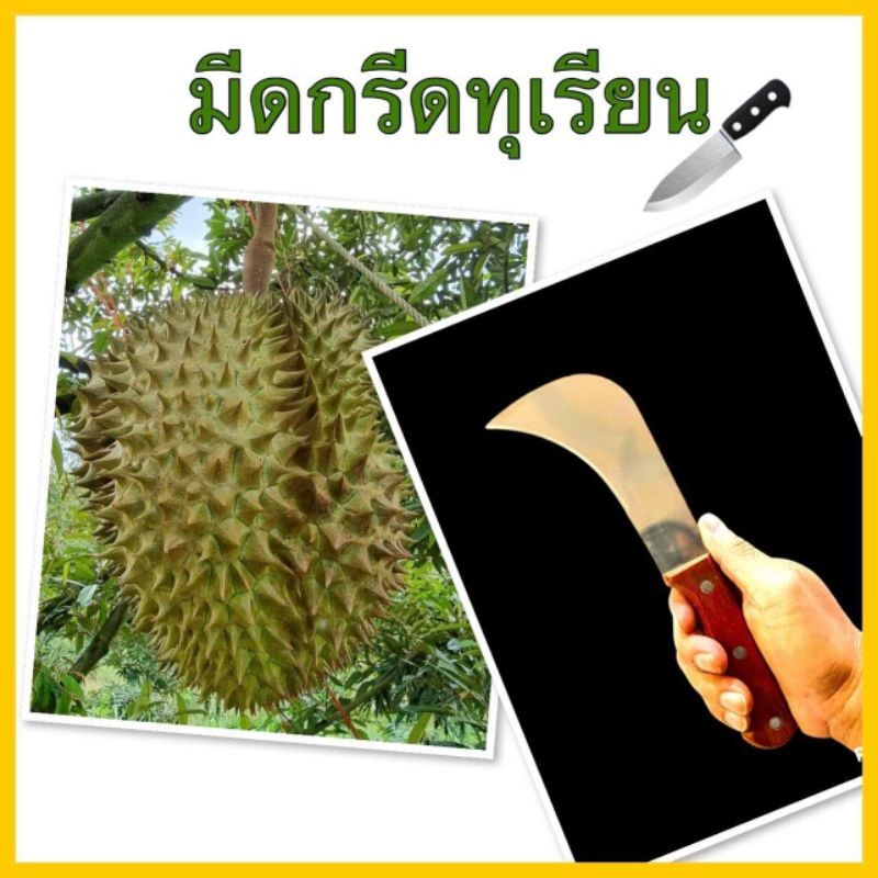 มีดปอกทุเรียน มีดกรีดทุเรียน รุ่นคมพิเศษ
