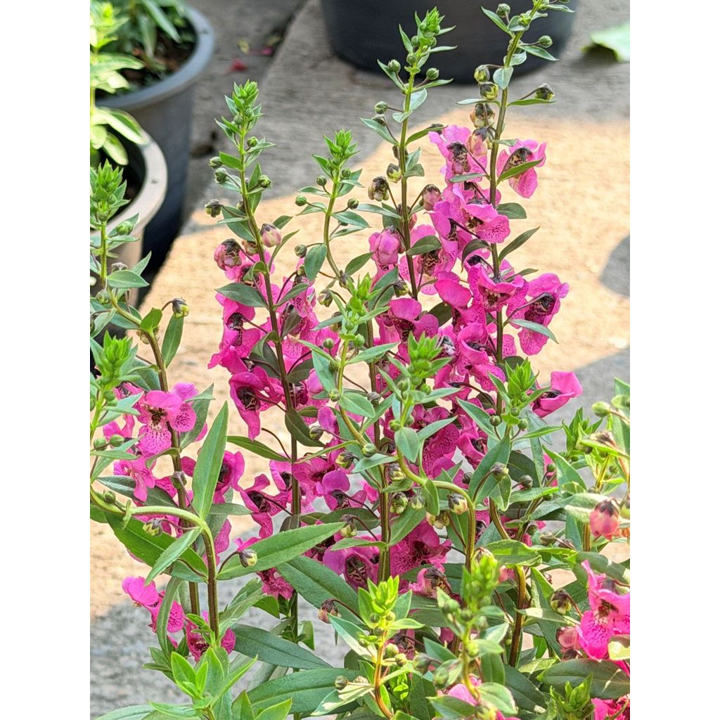 มุมมอง 3