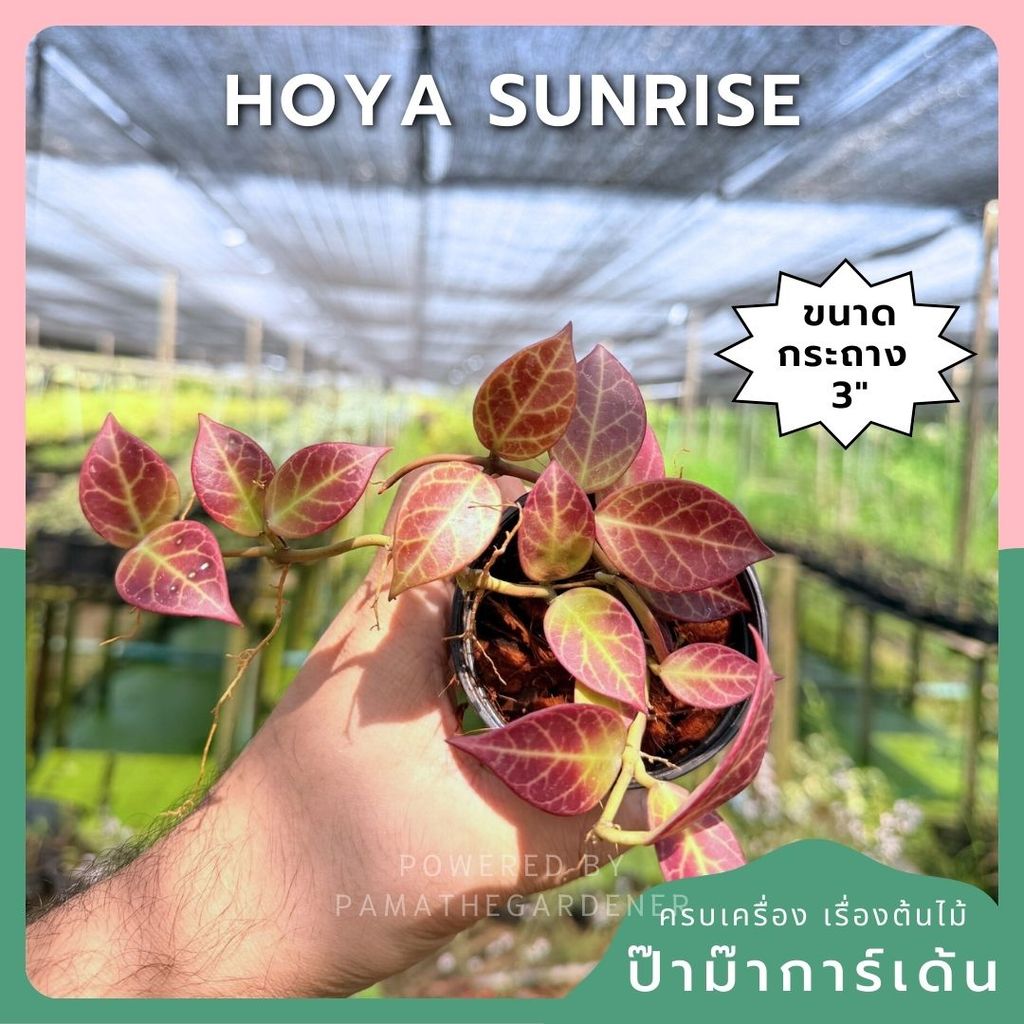 โฮย่า ซันไรซ์ กระถาง 3 นิ้ว - Hoya Sunrise (ใบเปลี่ยนสีได้)