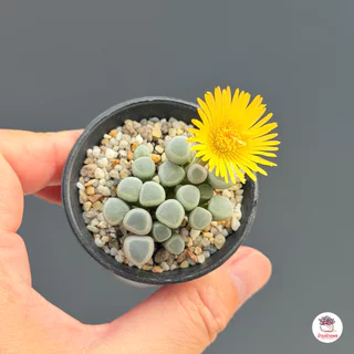 Fenestraria Aurantiaca ( Baby Toes ) ไม้อวบน้ำ กุหลาบหิน Cactus&Succulent หลากหลายสายพันธุ์