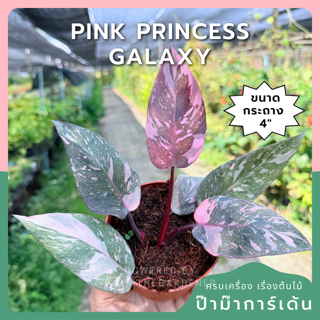 ฟิโลเดนดรอน พิงค์ปริ้นเซส กาแล็กซี่ (Philodendron Pink Princess Galaxy) กระถาง 4 นิ้ว