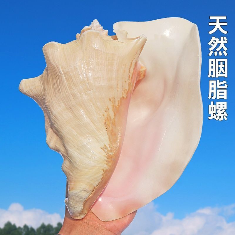 Rouge Conch Shell Queen Phoenix Conch Rose Conch ภูมิทัศน์ตกแต่งสร้างสรรค์ตกแต่งบ้าน yy3.18-50