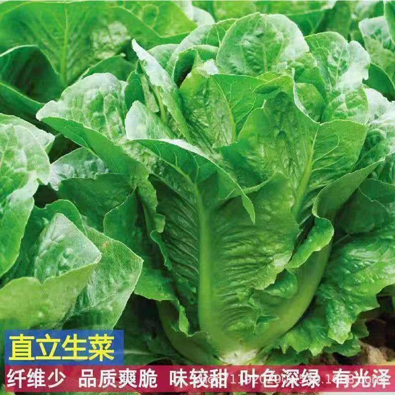 现货孔雀菜种子四季罗马直立生菜沙拉菜籽秋冬季耐寒营养蔬菜种子Peacock lettuce seeds, four-season Roman upright lettuce salad.2026033